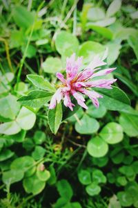 Close-up of pink flower blooming in sunlight