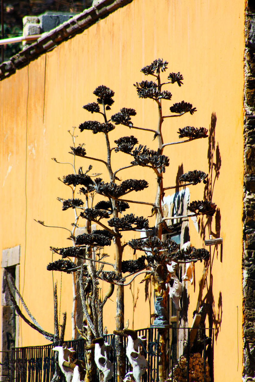 CLOSE-UP OF PLANTS GROWING AGAINST WALL