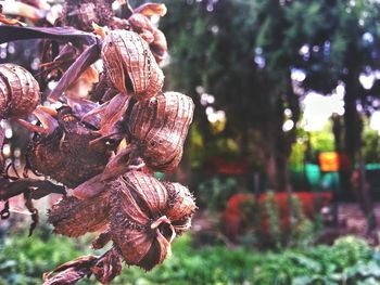 Close-up of plant against blurred background