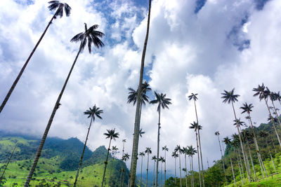 Low angle view of palm trees against cloudy sky