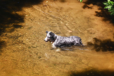 High angle view of dog in water