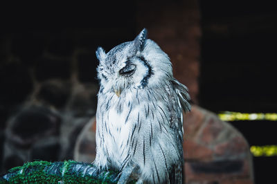 Close-up of a bird