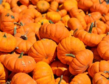 High angle view of pumpkins for sale