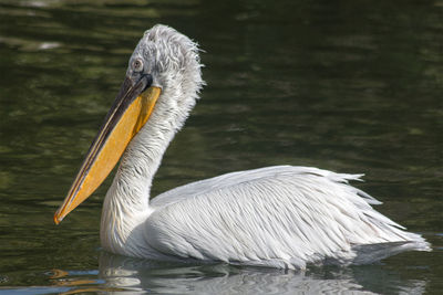 Pelican in the orestiada lake