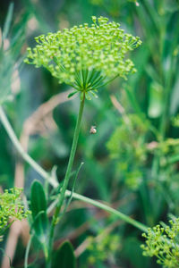 Close-up of insect on plant