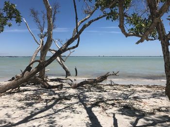 View of driftwood on beach