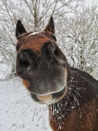 Close-up of horse