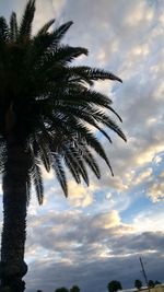 Low angle view of palm trees against sky