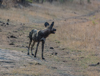 Hyena standing on field in forest