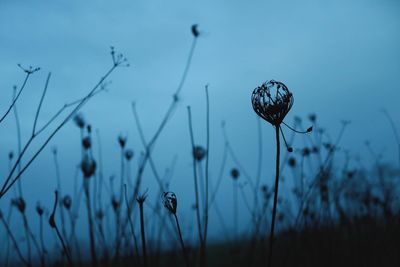 Close-up of insect on grass against sky