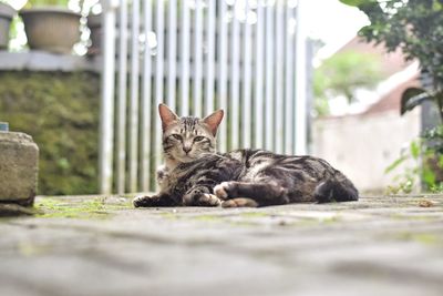 Portrait of a cat resting