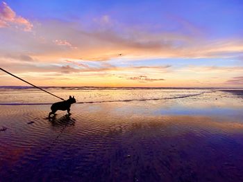 French bulldog on wet sand at beach during colorful sunset