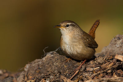 Close-up of bird perching outdoors