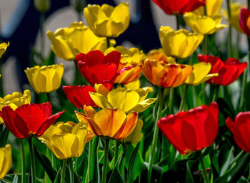 Close-up of multi colored tulips