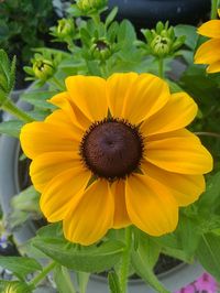 Close-up of yellow flowering plant