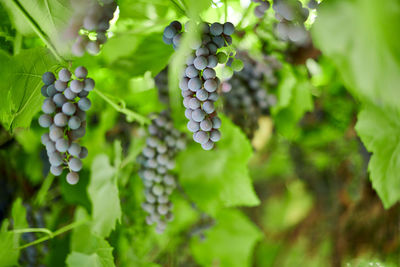 Close-up of grapes growing in vineyard