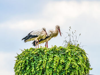 Low angle view of birds perching on tree against sky