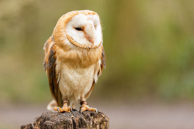 Young barn owl in a local nature reserve
