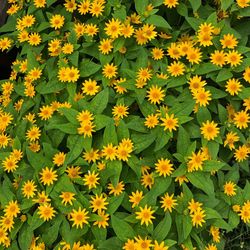 Close-up of yellow flowering plants