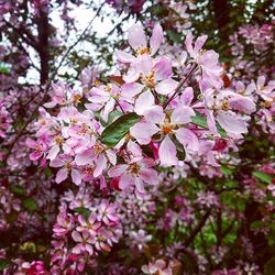 Pink flowers blooming on tree