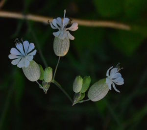Close-up of white flowers