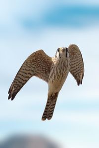 Close-up of bird flying against sky