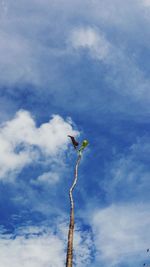 Low angle view of bird flying against sky