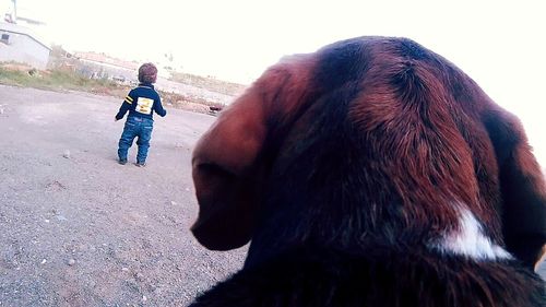 Rear view of dog looking at car