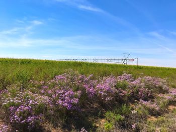 Flowering plants on field against blue sky