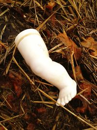 Close-up of mushroom on field