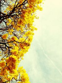 Low angle view of trees against sky