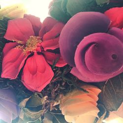 Close-up of red rose