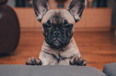 French bulldog puppy look sadly to the camera.