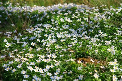 Close-up of white flowers blooming in field