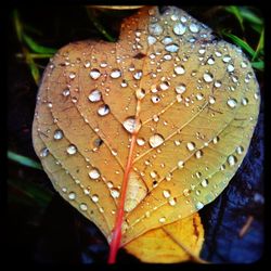 Close-up of water drops on leaf