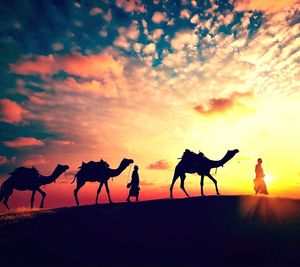 Silhouette of a horse on landscape at sunset