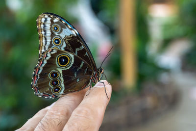 Close-up of butterfly on hand