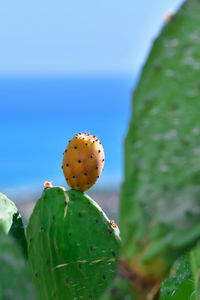 Close-up of prickly pear cactus