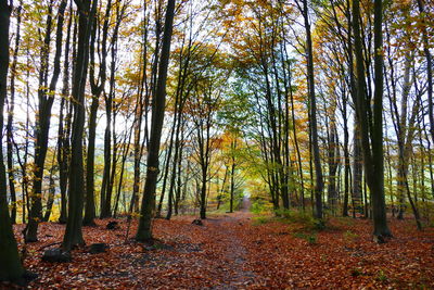 Trees in forest during autumn