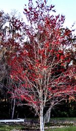 Low angle view of flower tree