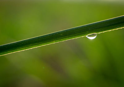 Close-up of wet grass