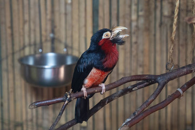 Close-up of bird perching on branch