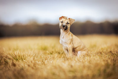 Dog running on field