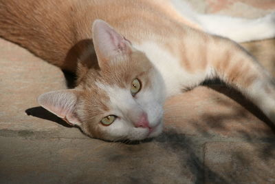 Close-up portrait of cat relaxing outdoors