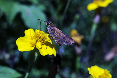 Butterfly pollinating on flower