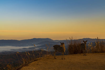 View of horses on field against sky during sunset