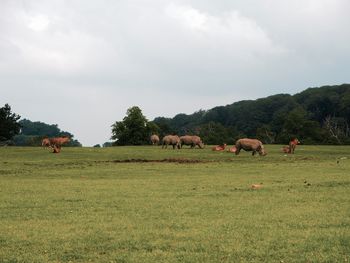 Rhinoceros on grassy landscape against sky