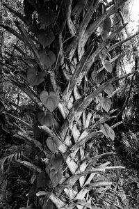 Close-up of flower tree