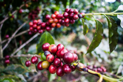 Close-up of berries growing on tree