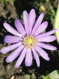 Close-up of water lily blooming outdoors